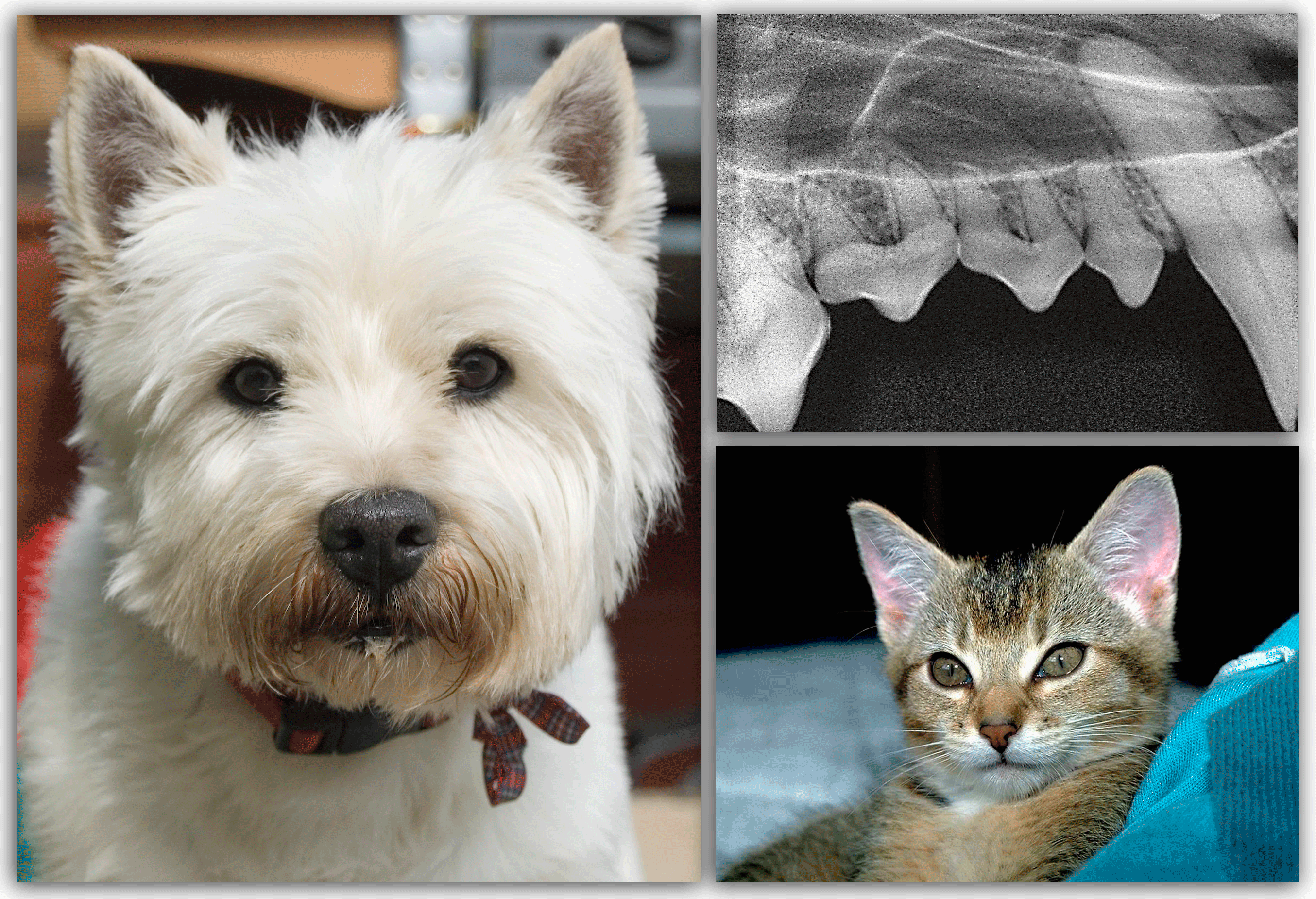 AnimalImaging
