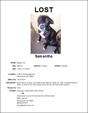Lost Animals - Flyer