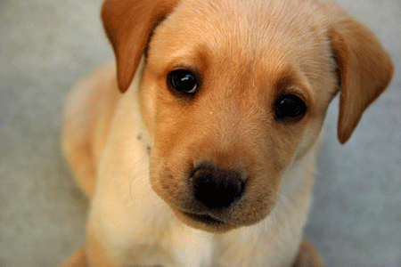 Puppy